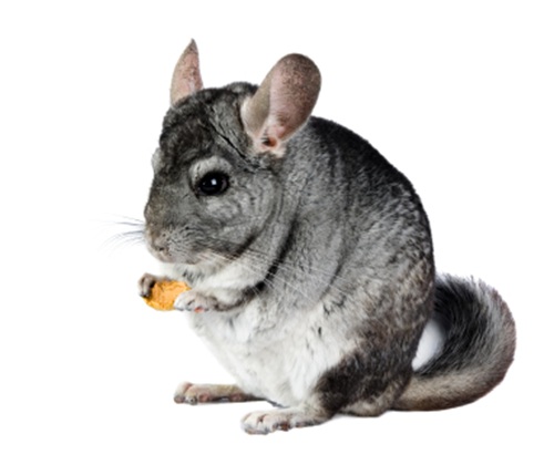 Research using chinchillas may lead to improved ear infection treatments.