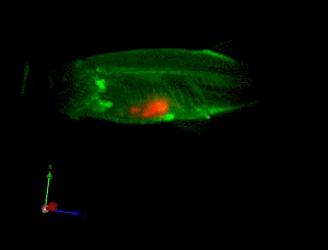 A zebrafish with a tumor (red). Photograph courtesy of Dr. Paul Frankel (University College London) and Prof. Paul French (Imperial College London).