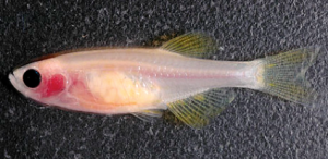 Casper zebrafish. Photograph courtesy of Dr. Paul Frankel  (University College London) and Prof. Paul French (Imperial College London).